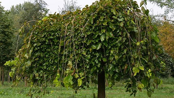 mulberry seedlings