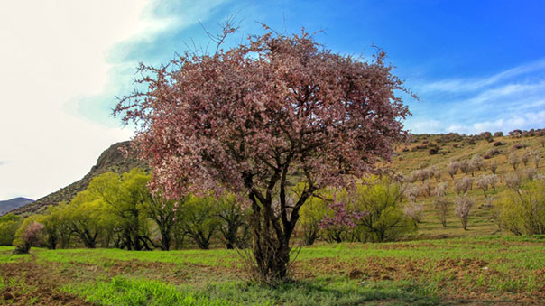 Arjan tree