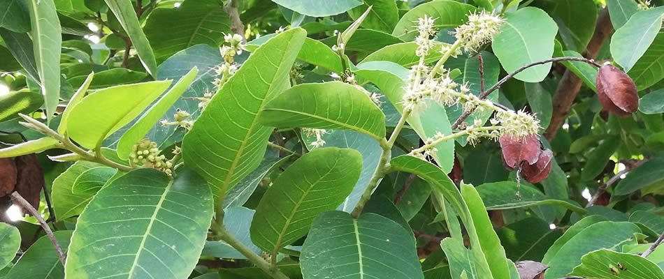 arjan-tree