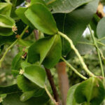 arjan tree