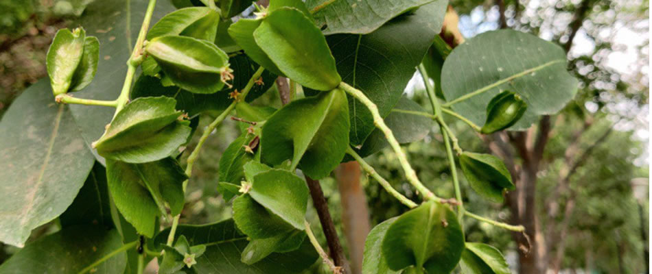 arjan tree