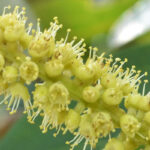arjan tree