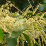 arjan tree