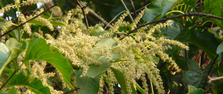 arjan tree