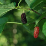 mulberry-seedlings