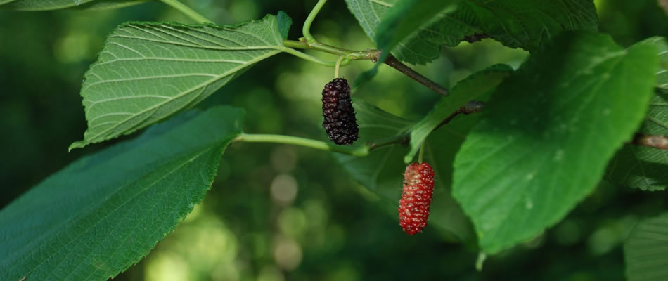 mulberry-seedlings
