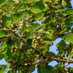 mulberry seedlings