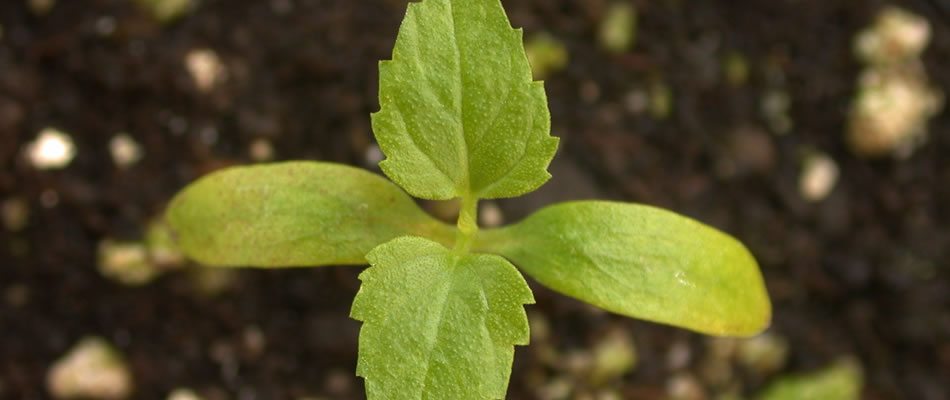 mulberry seedlings