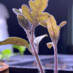 purple seedling