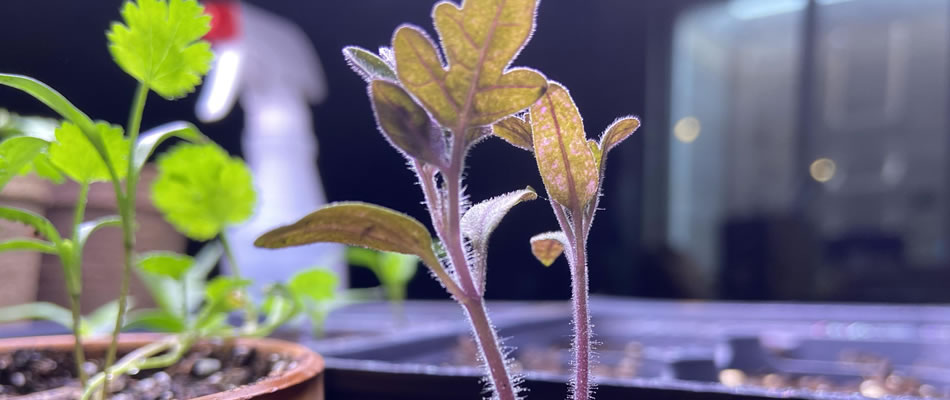 purple seedling