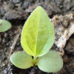purple seedling
