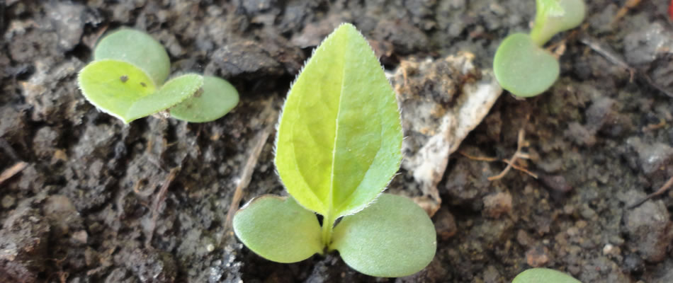purple seedling