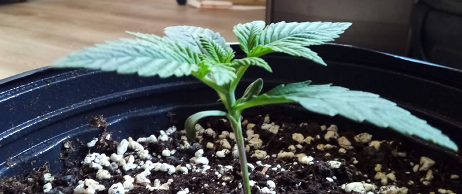 purple seedling