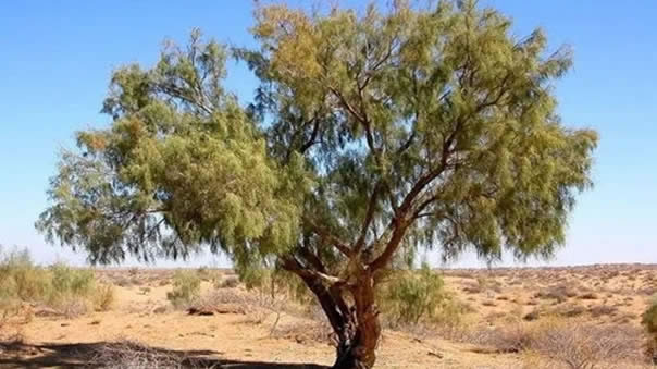 scoparia almond tree
