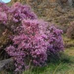 Scoparia almond tree