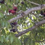 scoparia almond tree