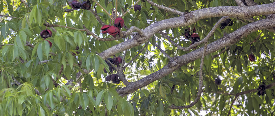 scoparia almond tree