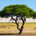 Acacia Tree (Kermanshah)