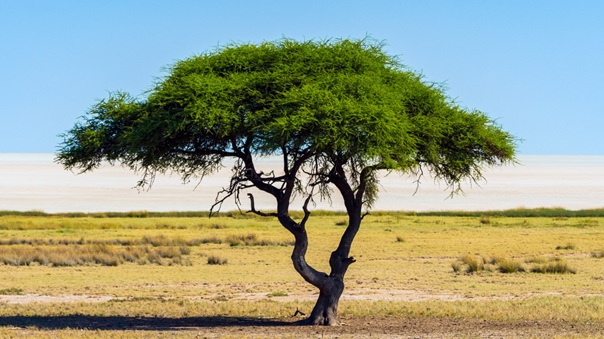 Acacia Tree (Kermanshah)