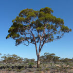Eucalyptus Seedling (Khuzestan)
