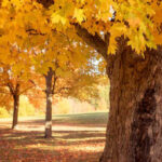 Maple Tree (Kermanshah)