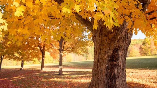 Maple Tree (Kermanshah)