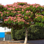 Persian Silk Tree (Khuzestan)