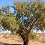 Saxaul Tree (Isfahan)