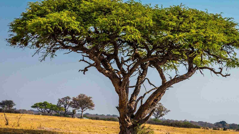 Why Plant Acacia Trees?