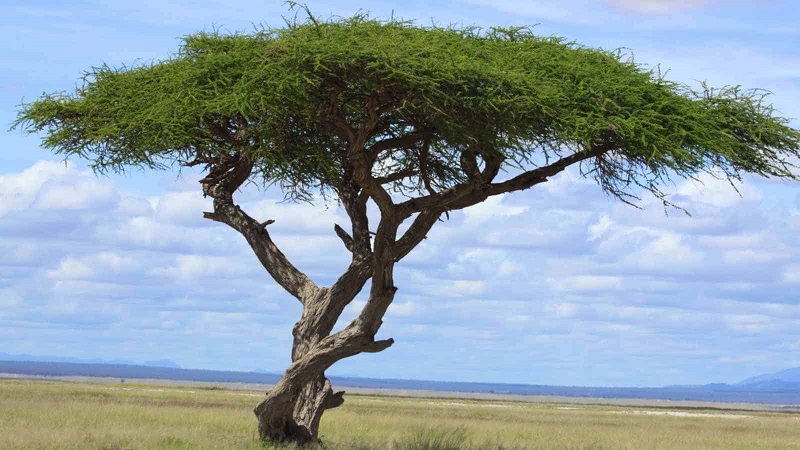Acacia Tree (Kermanshah)