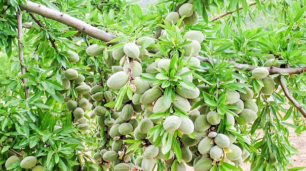 Bitter Almond Tree (Kermanshah)