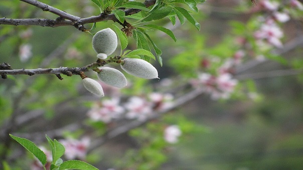 Bitter Almond Tree (Kermanshah)