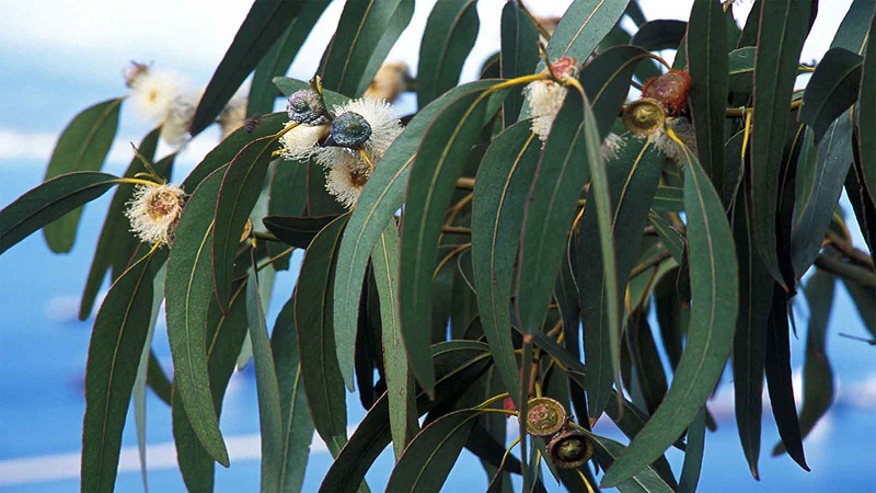 Eucalyptus Seedling (Khuzestan)