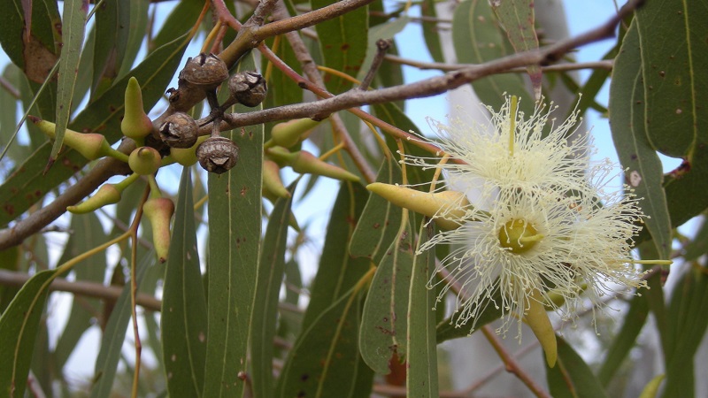 Eucalyptus Seedling (Khuzestan)