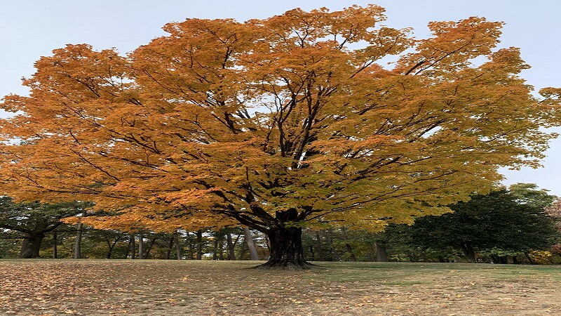 Maple Tree (Kermanshah)