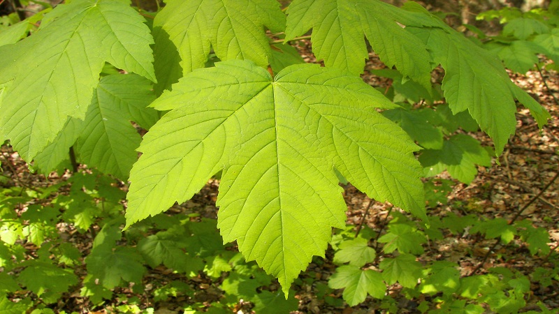 Maple Tree (Kermanshah)
