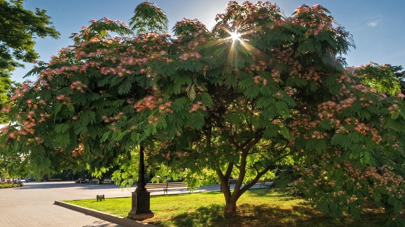 Persian Silk Tree