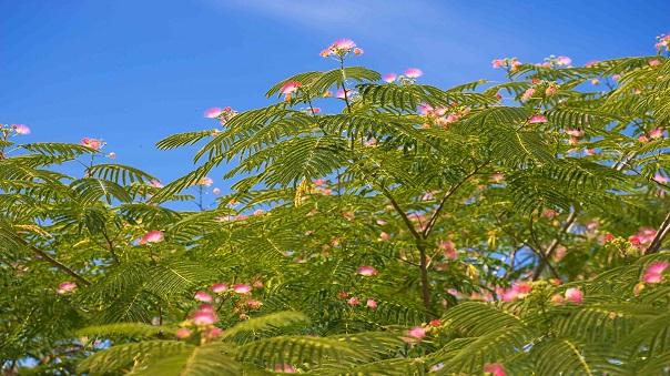 Persian Silk Tree (Khuzestan)