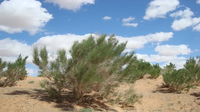 How to Plant Saxaul Trees?