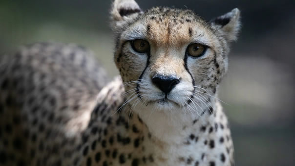Nikan Asian Cheetah