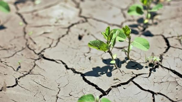 World Day to Combat Desertification Drought