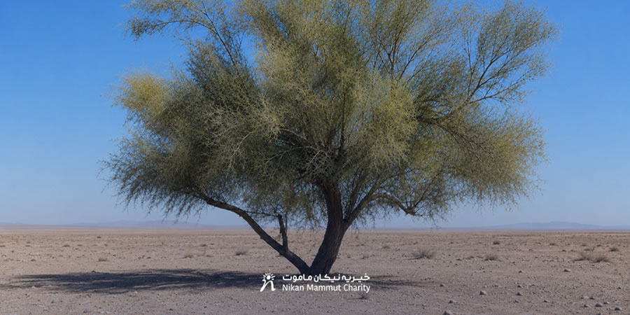 Haloxylon tree planting in Turan National Park